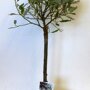 Salix 'Helvetica' 80 cm Patiosalix